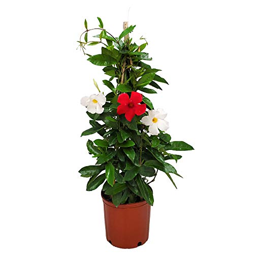 Live Mandevilla Flowering Plant with Trellis - Red Giant & White Giant Mix - Tropical Florida Plants - 36