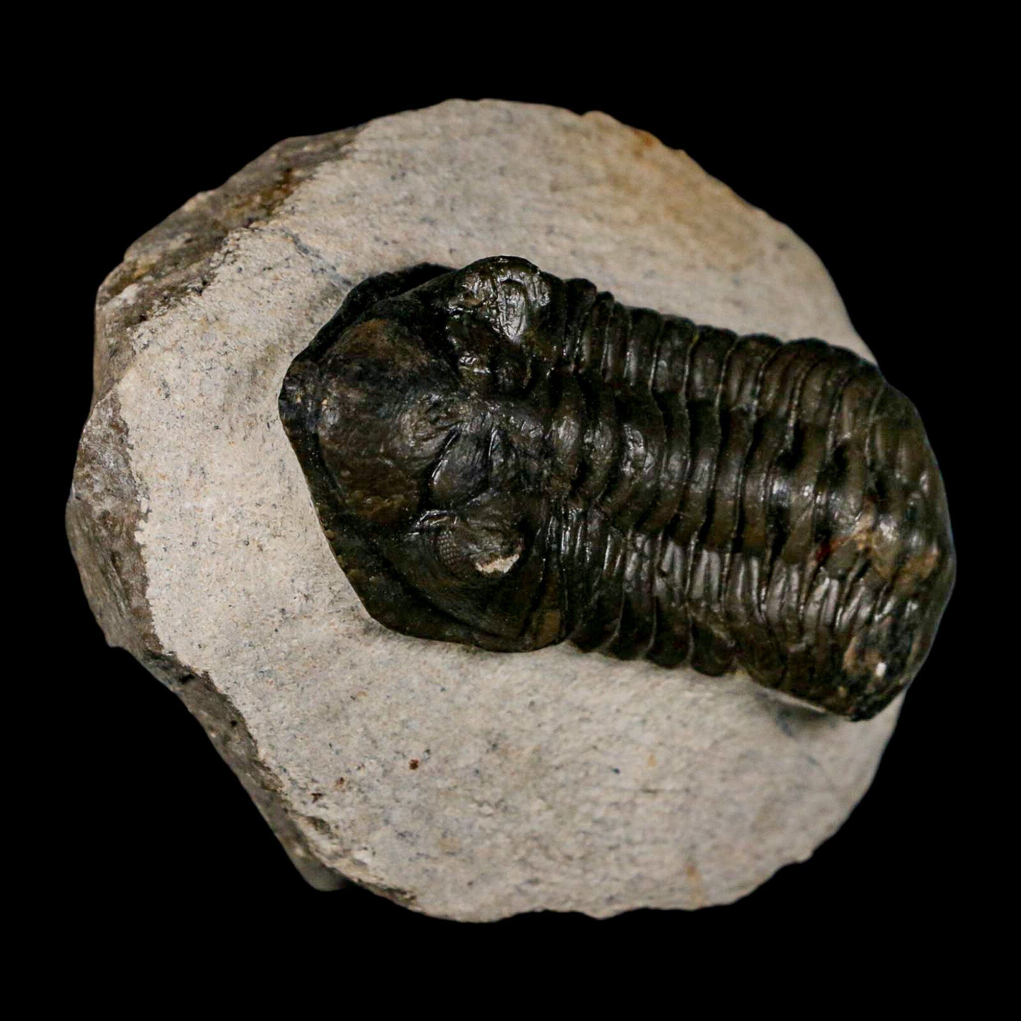 2.5