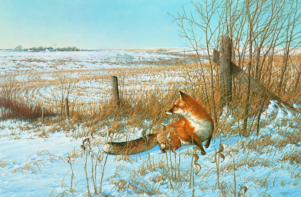 Michael Sieve - December Snowfall - Red Fox Artist's Proof Print on Paper - Perfect for Holiday Decor & Wildlife Art Collectors