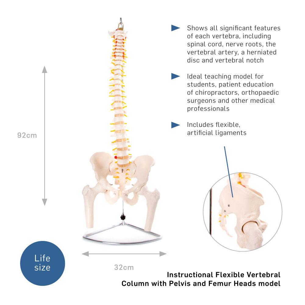 66Fit Anatomical Flexible Vertebral Column Model with Pelvis & Femur Heads - Perfect for Medical Students, Chiropractors & Anatomy Education