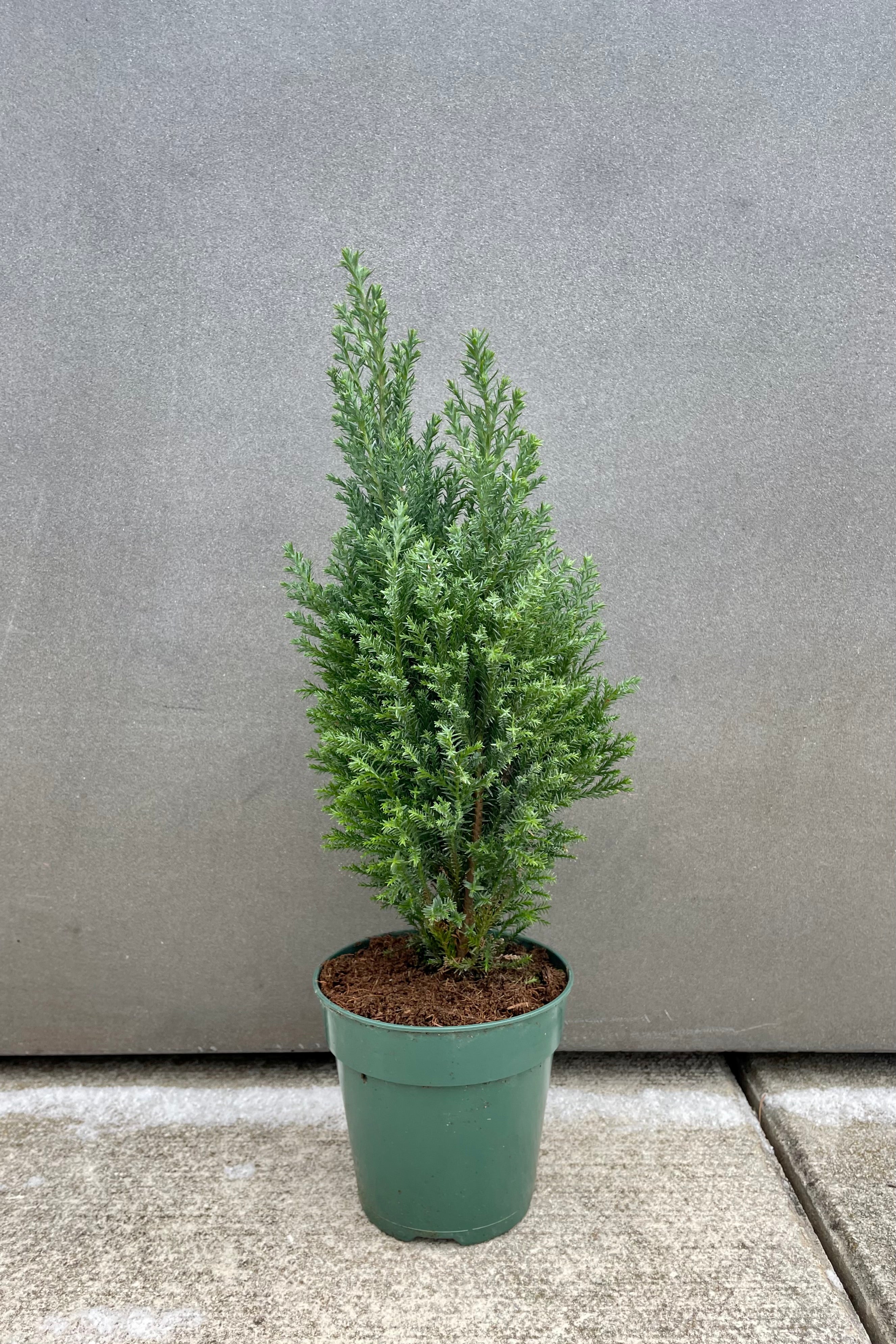 Cypress Essential Oil - 100% Pure & Natural for Aromatherapy, Relaxation & Skin Care | Perfect for Diffusers, Massage & DIY Beauty Products