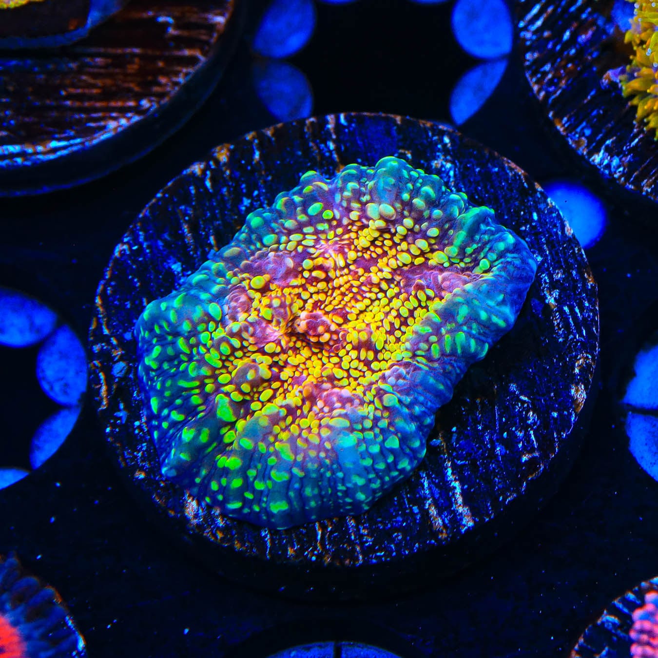 CB El Diablo Chalice Coral - Premium Live Coral for Saltwater Aquariums | Perfect for Reef Tanks, Coral Propagation & Marine Aquascaping