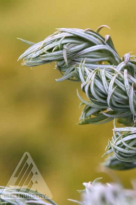Chamaecyparis pisifera 'Curly Tops' - Dwarf Evergreen Conifer Tree for Landscaping & Garden Decor | Perfect for Small Yards, Rock Gardens & Container Planting