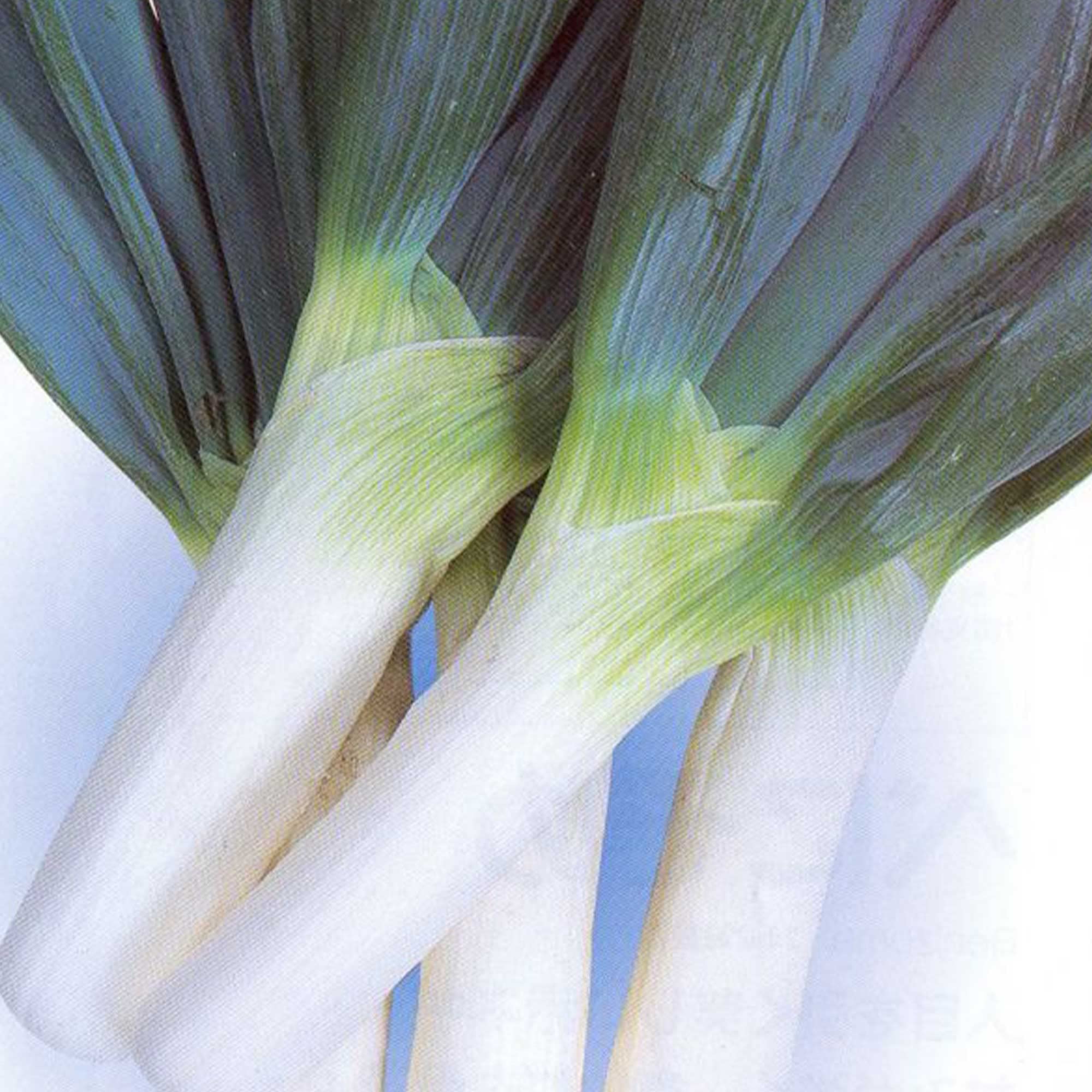 Organic Non-GMO Heirloom Shimonita Negi Bunching Onion Seeds - 4 Oz (~52,000 Seeds) for Home Vegetable Gardening, Container Planting & Fresh Salads