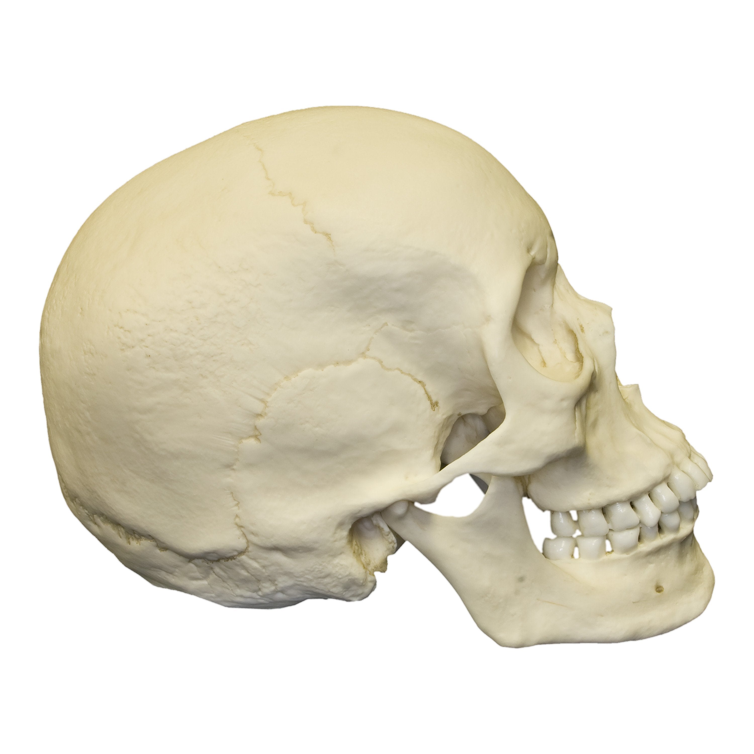 Realistic Asian Female Human Skull Replica - Perfect for Halloween Decor, Medical Study, Anatomy Education & Collectors Display