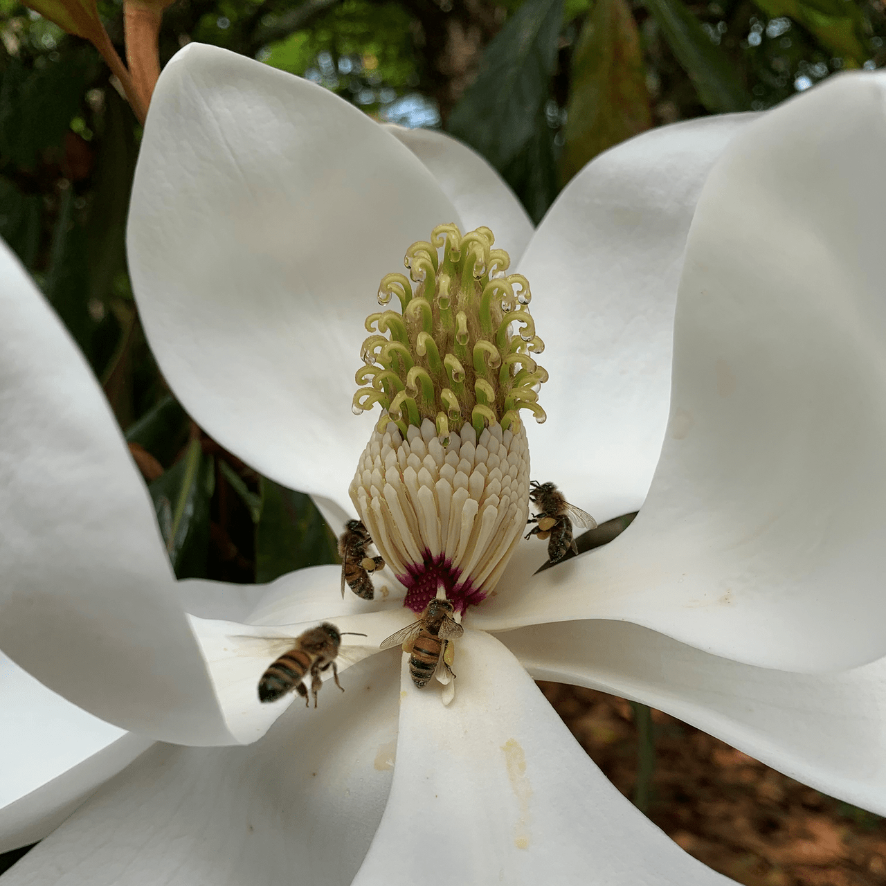 Southern Magnolia Tree (Magnolia grandiflora) - Large Fragrant White Flowers, Evergreen Shade Tree for Landscaping, Gardens & Southern Yards