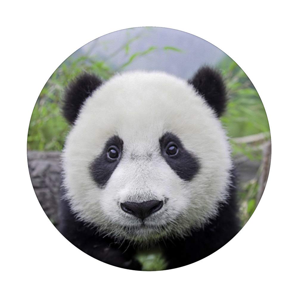 Adorable Baby Panda Bear PopSockets Grip - Interchangeable Phone & Tablet Stand with Swappable Base - Perfect for Selfies, Video Calls & Secure Phone Handling