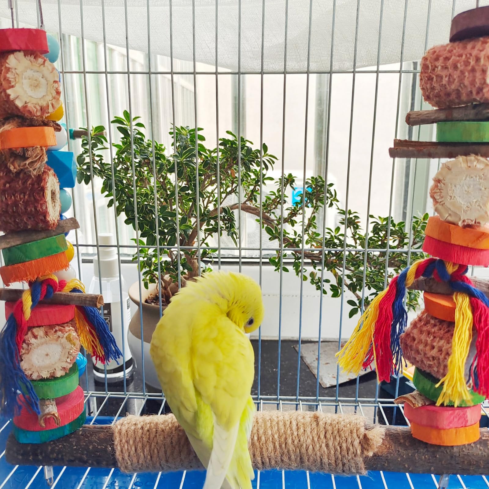Natural Wooden Parakeet Swing - Safe Chewable Bird Cage Toy for Conures, Budgies, Finches, Parrots | Hanging Perch & Play Gym for Small & Medium Birds | Perfect for Cage Enrichment & Exercise