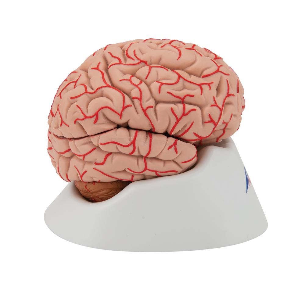 9-Part Human Brain Model with Arteries - Detailed Anatomy Study Tool for Medical Students & Educators