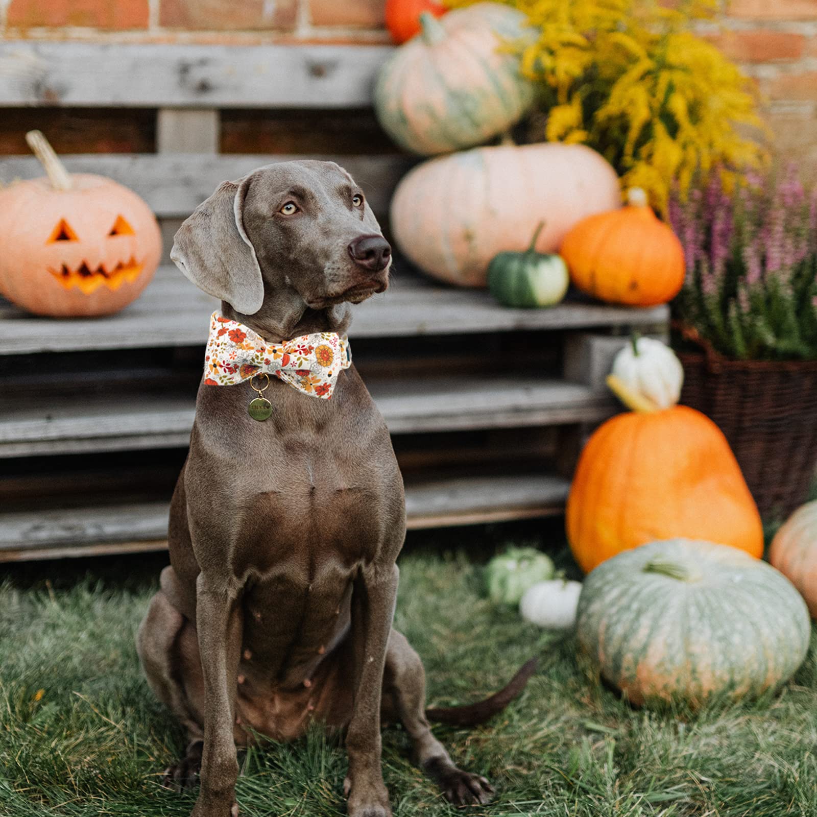 Premium Adjustable Heavy Duty Dog Collar with Bowtie - Fall Pumpkin Design for Medium Dogs | Durable Pet Collar for Daily Walks, Training & Special Occasions