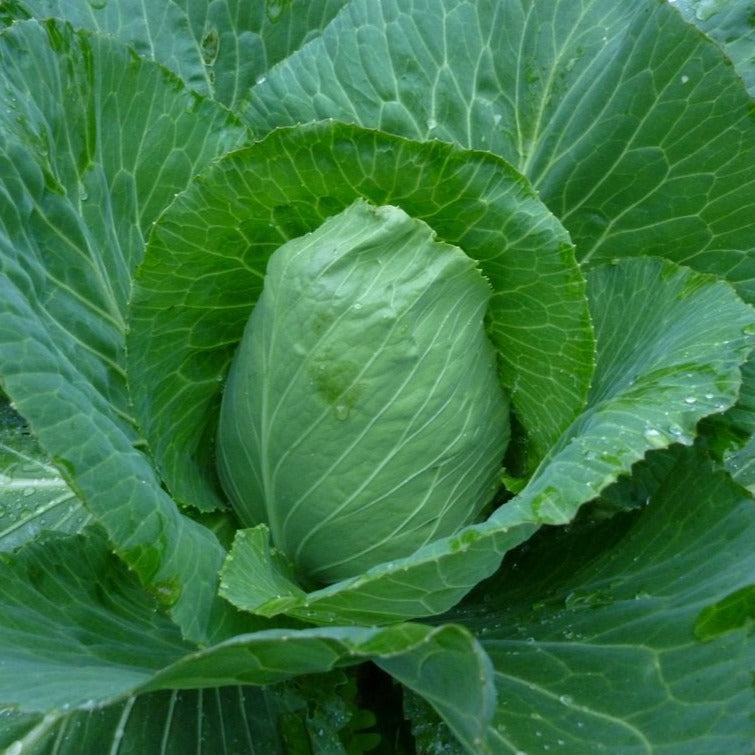 Early Jersey Wakefield Cabbage Seeds - Heirloom, Non-GMO, Fast Growing for Home Garden & Fresh Salads | Perfect for Spring Planting & Organic Vegetable Gardens