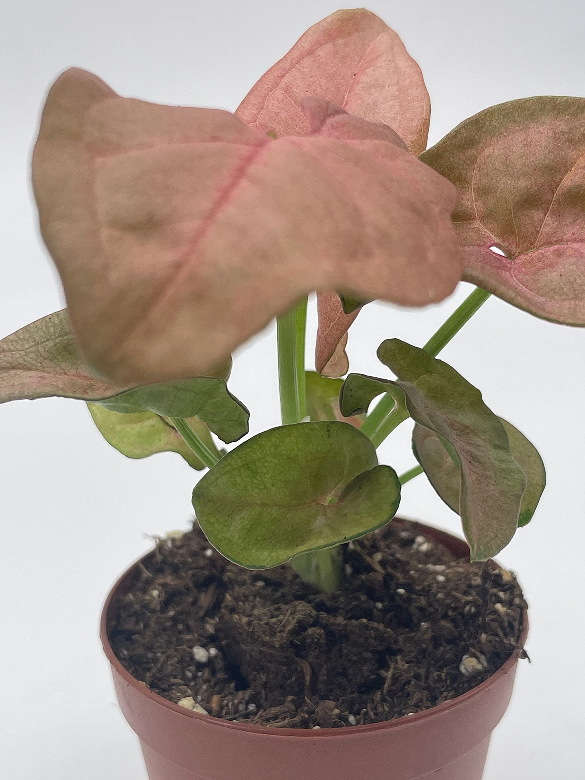 Syngonium Pink Strawberry Live House Plant - Well Rooted Starter in 2 Inch Pot | Perfect for Home Decor, Office Desk & Indoor Gardening