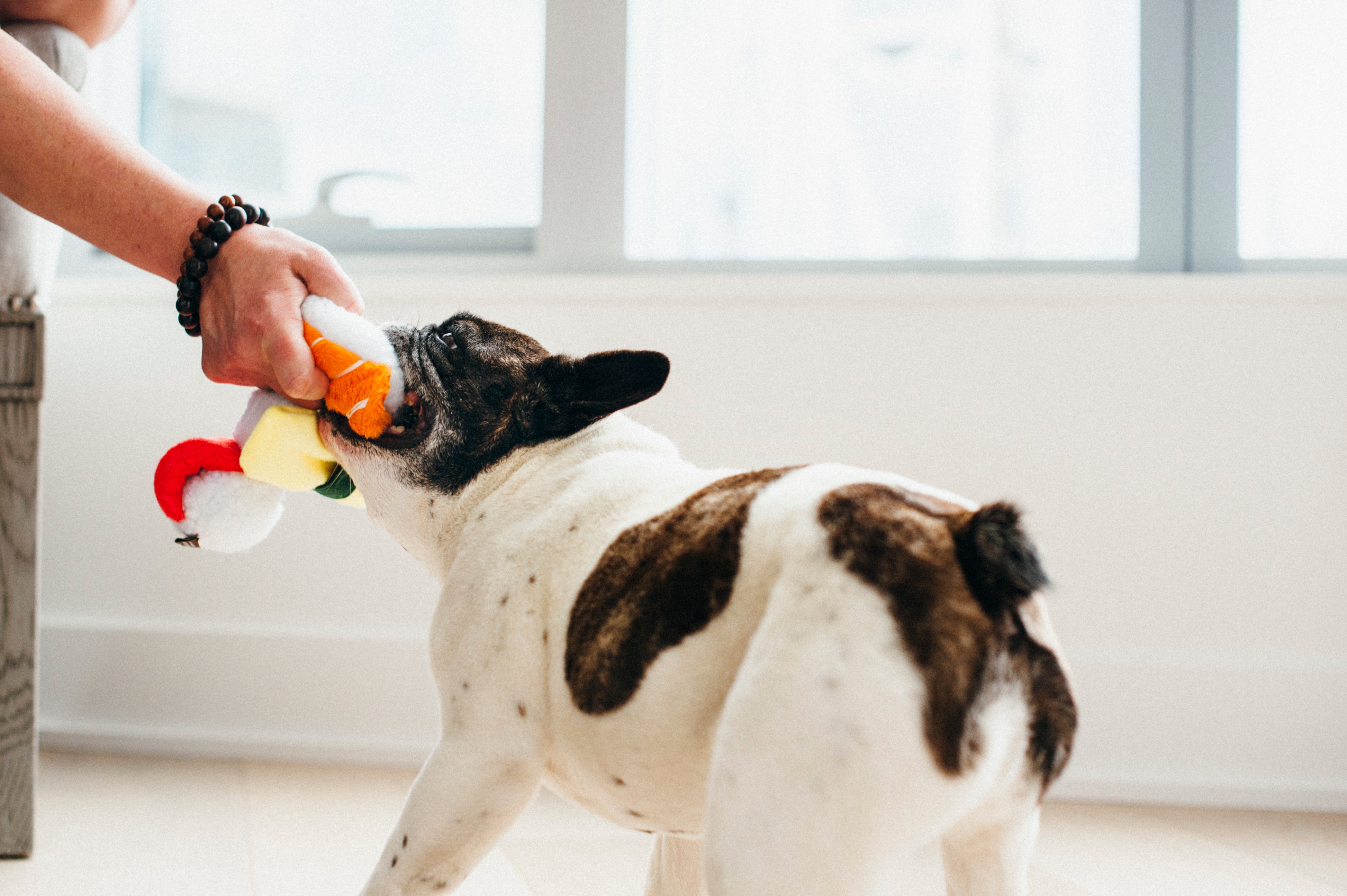 El Sushi Dog Plush Toy - International Classic™ Chew-Resistant Stuffed Animal for Dogs | Pet P.L.A.Y. | Perfect for Playtime, Cuddling & Training