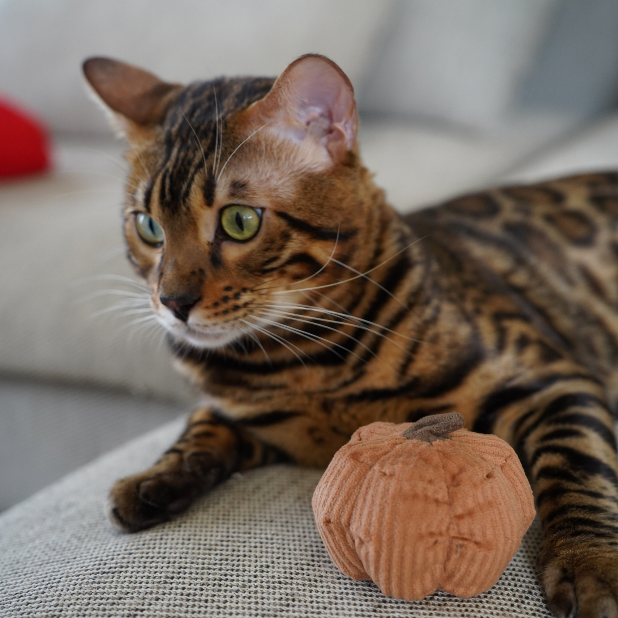 Organic Kitty Veggie Set - Healthy Cat Vegetable Treats for Indoor & Outdoor Cats - Perfect for Training, Rewards & Snack Time