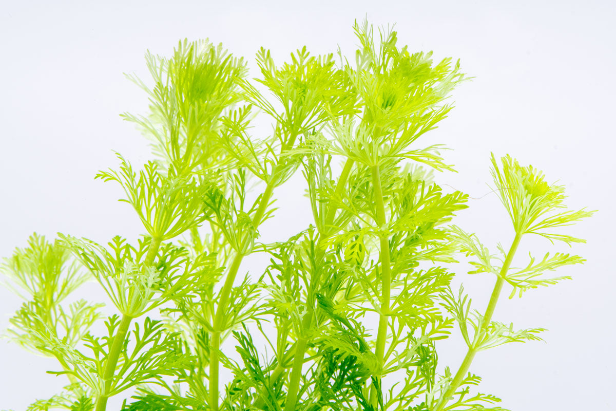 Limnophila Heterophylla Aquatic Plant for Freshwater Aquariums - Perfect for Fish Tanks, Aquascaping & Natural Aquarium Decor