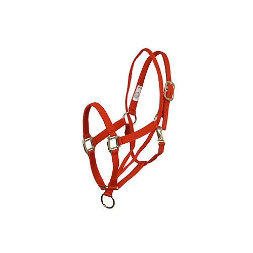 Aime Imports Basic Pull Back Training Halter for Horses – Durable Nylon Head Collar with Adjustable Straps for Training, Grooming, and Show Prep – Perfect for Equestrian Riders and Stable Use