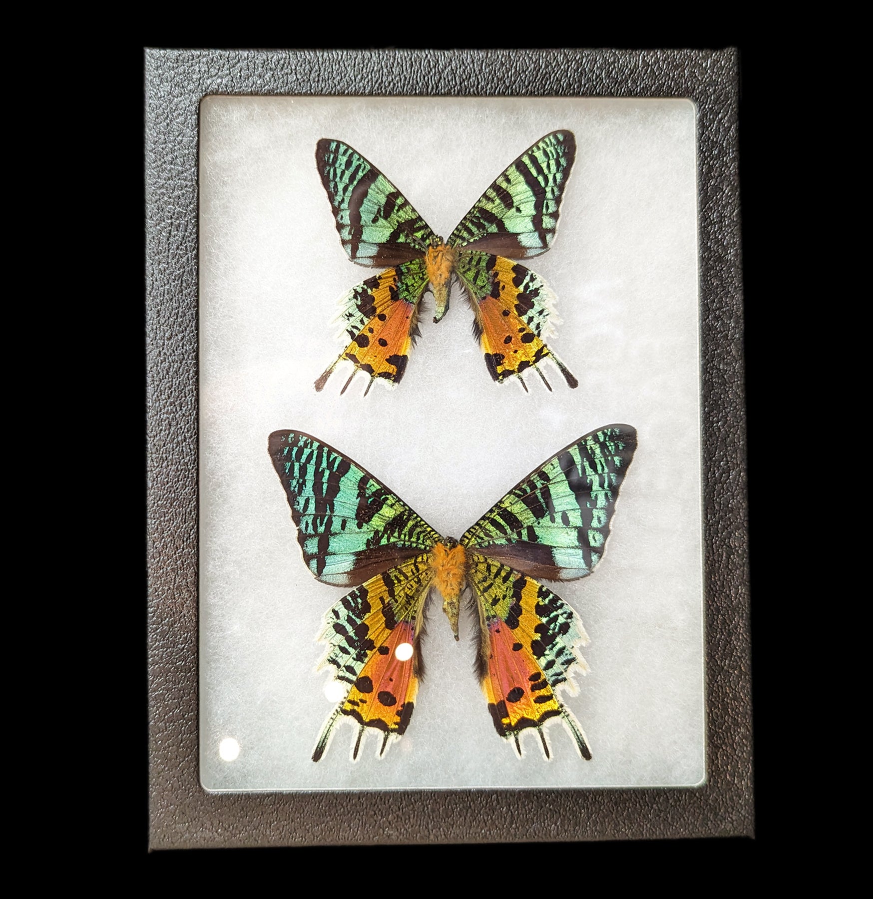 Stunning Riker Mounted Sunset Moth Pair - Male & Female Display - Perfect for Home Décor, Nature Collections & Educational Displays
