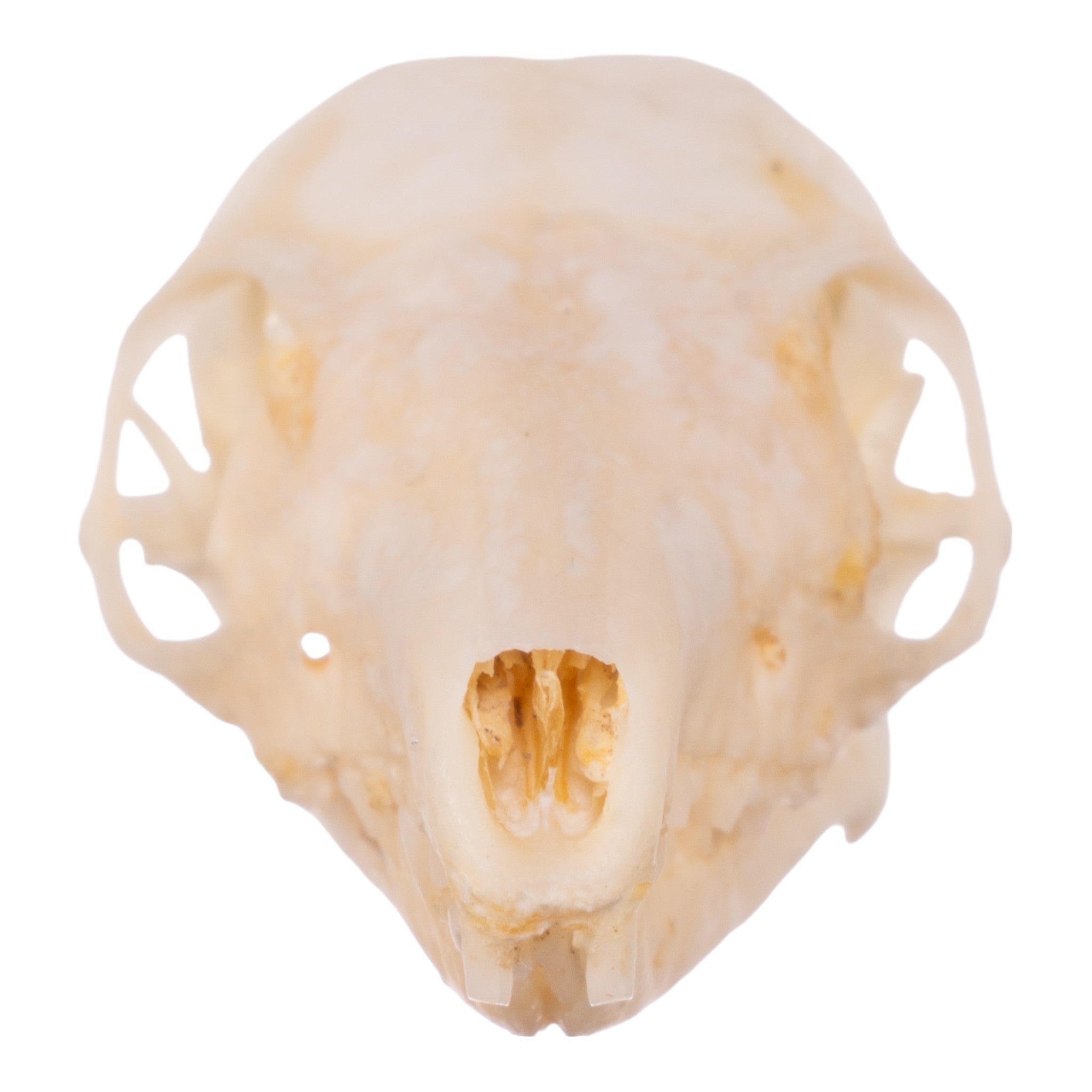 Real Tree Shrew Skull - Authentic Animal Skull Specimen for Science Education, Taxidermy & Gothic Decor | Perfect for Biology Classrooms, Oddity Collections & Halloween Displays