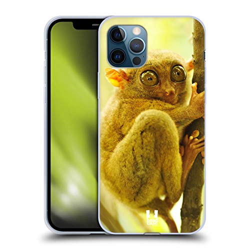 Tarsier Monkey