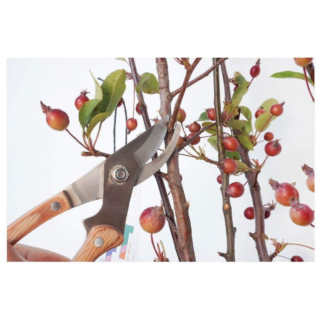 8 Inch Garden Pruning Shears - Professional Bypass Pruner for Trimming Branches, Plants & Flowers | Heavy Duty Gardening Shears for Gardeners | Perfect for Landscaping, Tree Care & Flower Arranging