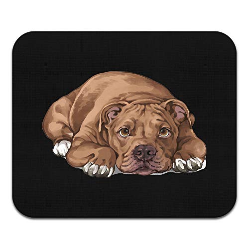 American Pit Bull Terrier Dog Lying Down Looking