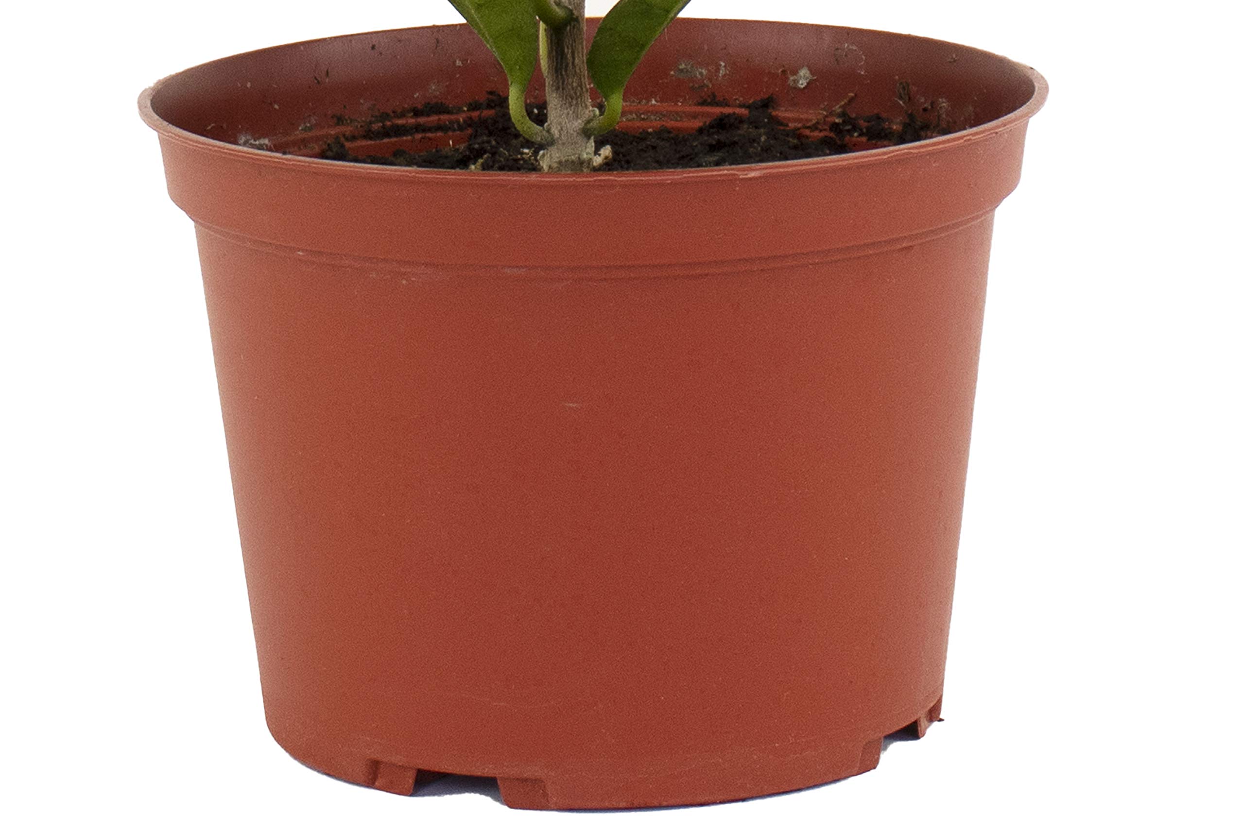 Live Croton Petra House Plant | Air Purifying Indoor & Outdoor Plant | Mature Succulent for Home & Office Decor | Perfect for Living Rooms, Bedrooms & Patios