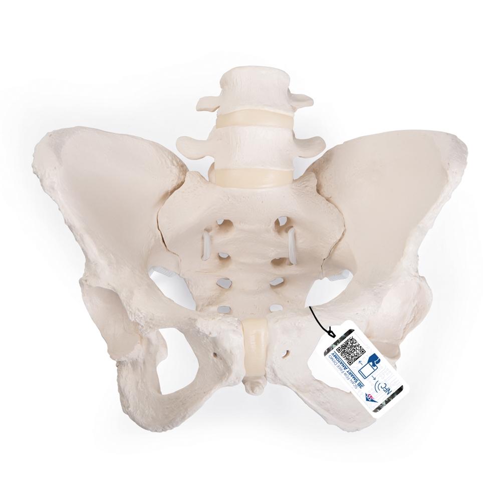 Flexible Female Pelvic Skeleton Model - Anatomically Accurate Medical Teaching Tool for Childbirth Education, Physical Therapy & Nursing Training