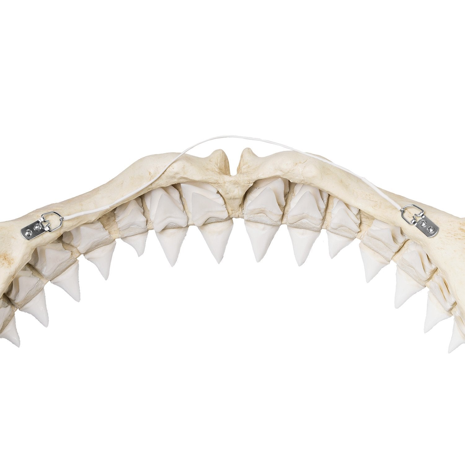 Authentic Replica Great White Shark Jaw - Lifelike Shark Teeth Display for Home Decor, Classroom Education & Marine Biology Enthusiasts