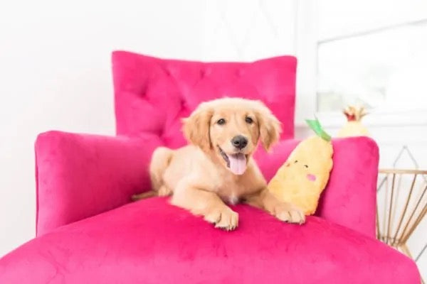 ZippyPaws NomNomz Squeaky Plush Pineapple Dog Toy - Fun Interactive Chew Toy for Small & Medium Dogs - Perfect for Playtime, Training & Cuddling