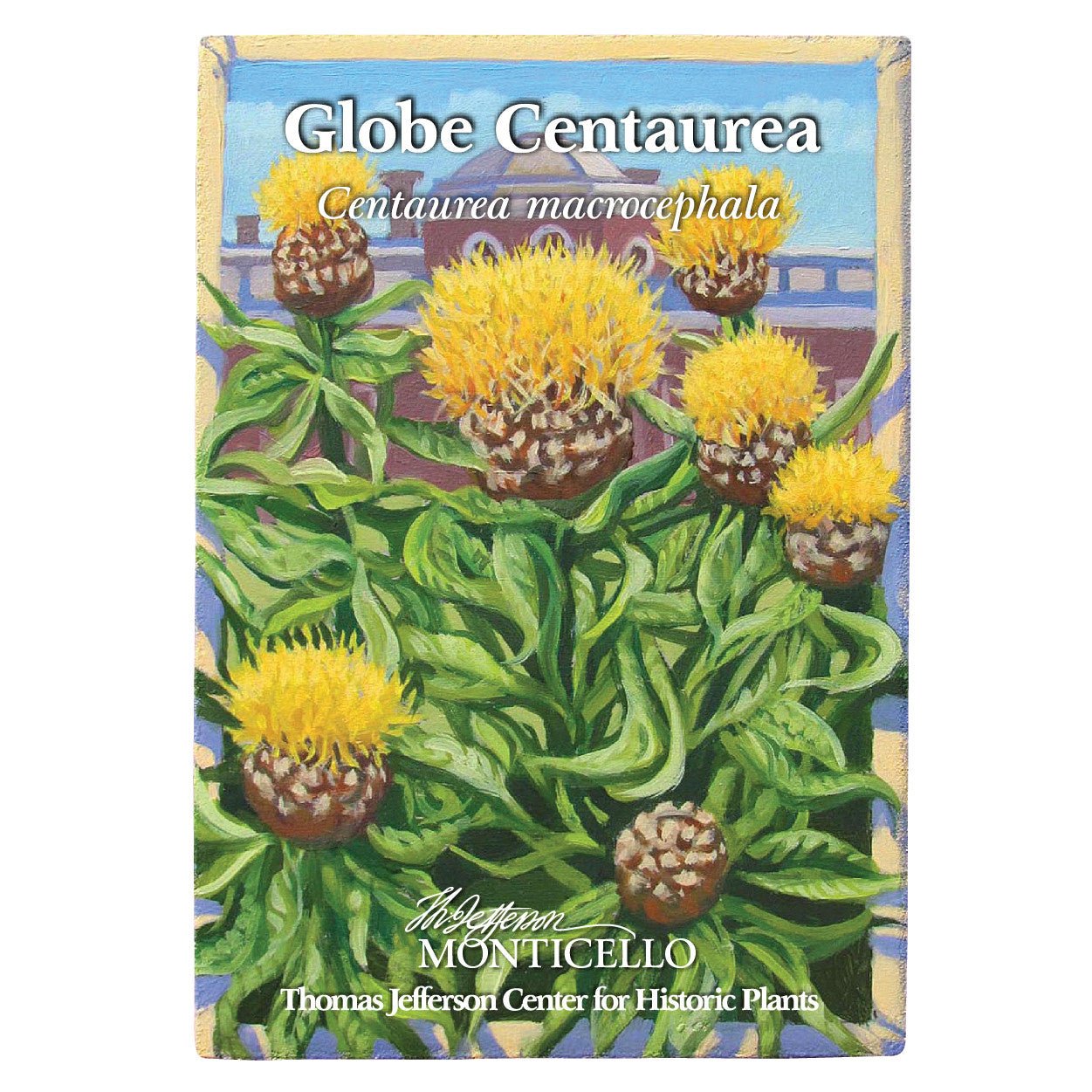 Buy Globe Centaurea Seeds (Centaurea macrocephala) - Yellow Perennial Flower Seeds for Garden, Landscaping & Cut Flower Arrangements