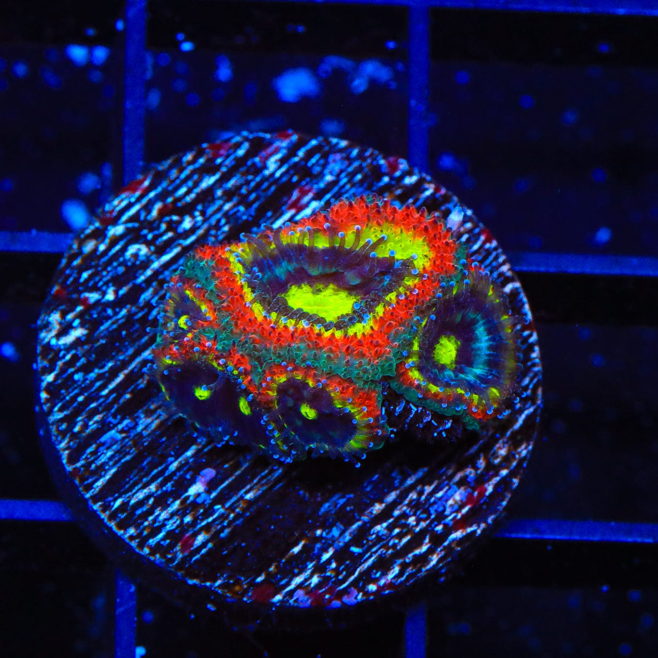 F2M Holy Grail Micromussa Coral - Premium Live Coral for Saltwater Aquariums | Perfect for Reef Tanks & Marine Displays