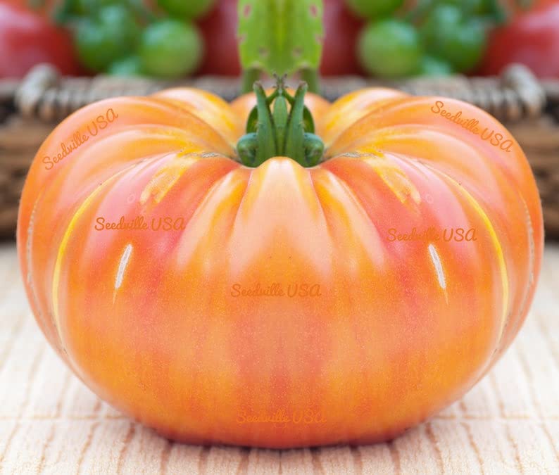 50 OAXACAN Jewel Tomato Seeds - Bicolor Golden Yellow Striped Red Mexican Heirloom Vegetable Seeds for Home Garden, Organic Farming & Fresh Salads