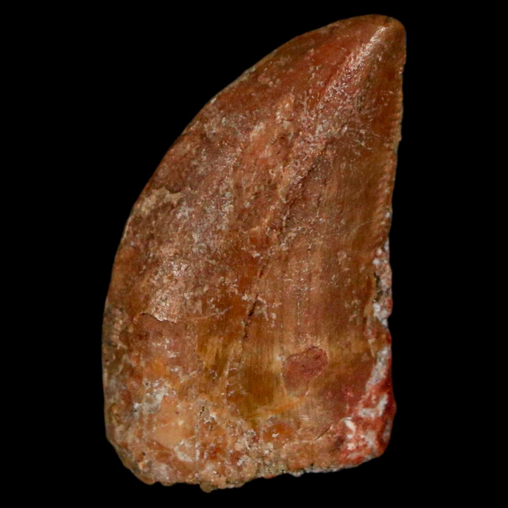 Authentic Carcharodontosaurus Dinosaur Tooth Fossil from Morocco - Cretaceous Era - Includes COA & Display Stand - Perfect for Collectors, Paleontology Enthusiasts & Home Decor