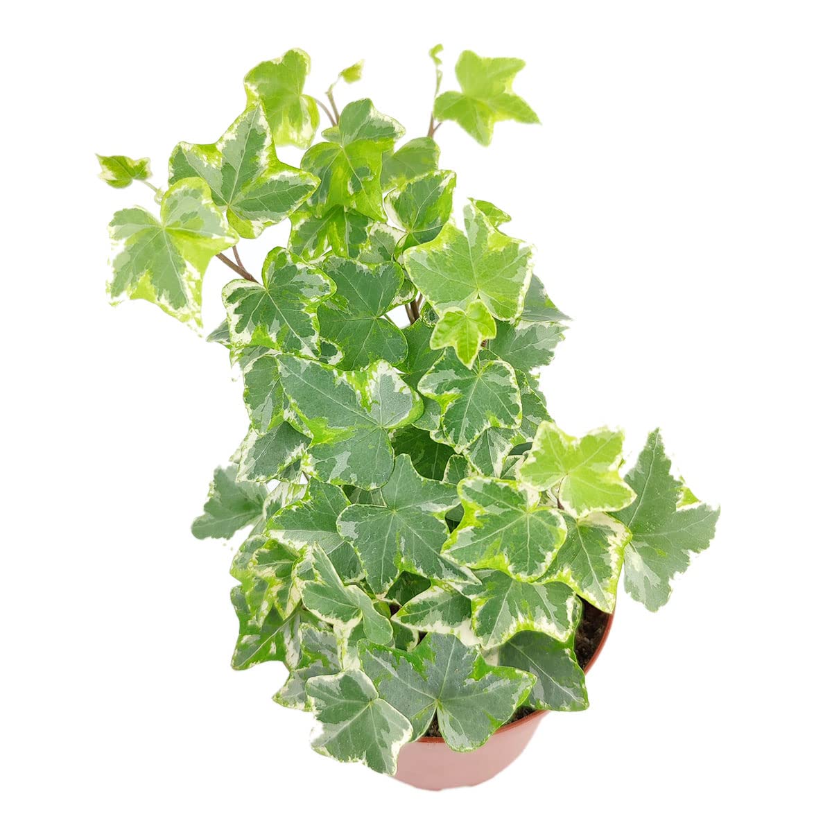 Golden English Ivy (4