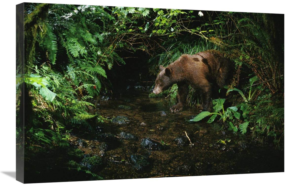Black Bear at Night Canvas Art Print - 30x20 Inches - Wildlife Photography from Bonneville Washington - Perfect for Living Room, Bedroom or Office Wall Decor