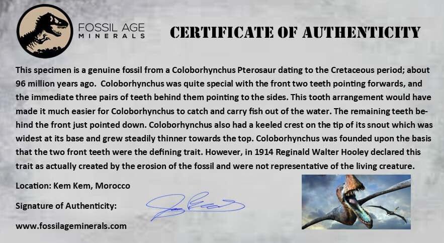 Authentic Pterosaur Coloborhynchus Fossil Tooth - Upper Cretaceous Era - Morocco Origin - Includes COA & Display Case - Perfect for Paleontology Collectors & Dinosaur Enthusiasts
