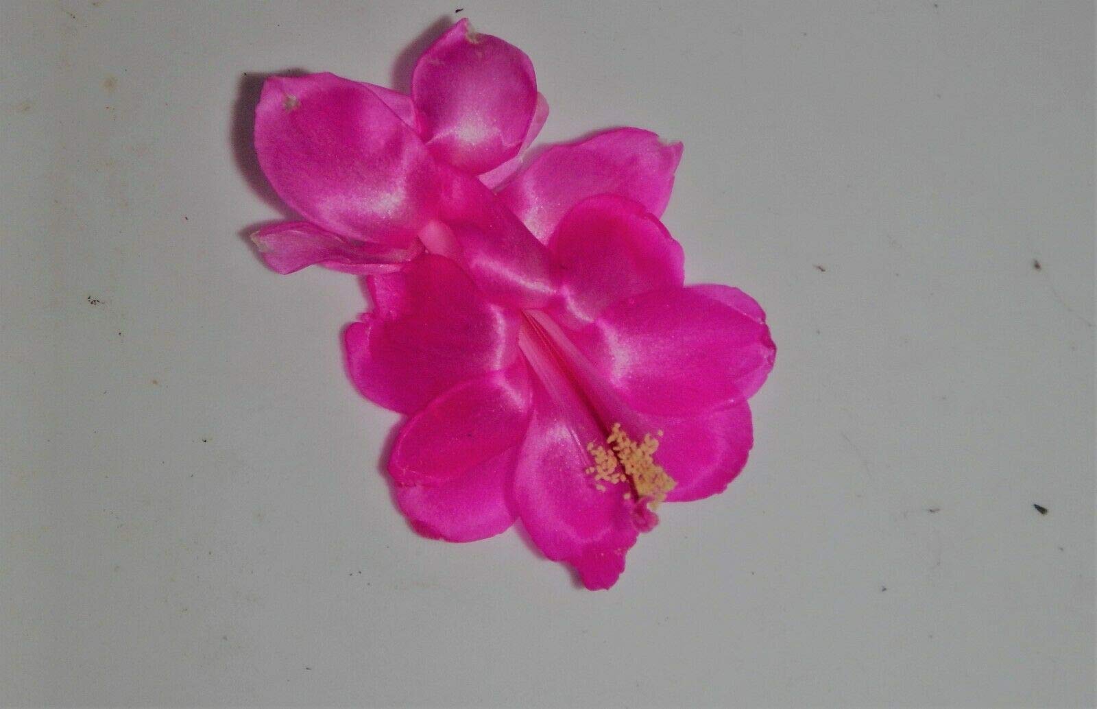 Live Exotic Christmas Cactus Starter Plant - Satin Beauty Zygocactus Succulent (Schlumbergera) | Rooted Houseplant for Home Decor, Office Desk, or Gift