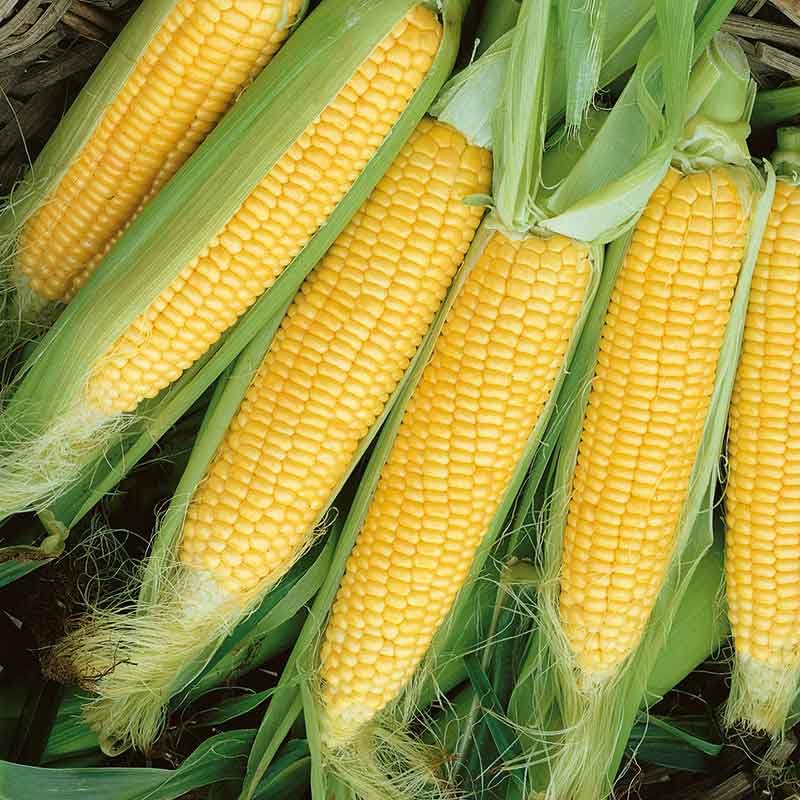 Eden Brothers Golden Beauty Corn Seeds for Planting - Non-GMO, Heirloom Sweet Corn for Home Garden & Fresh Eating