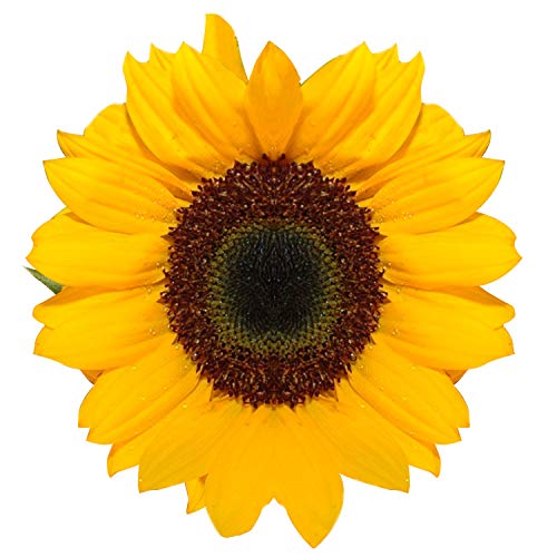 50 Fresh Cut Sunflowers by GlobalRose - Perfect for Weddings, Home Decor & Gift Giving
