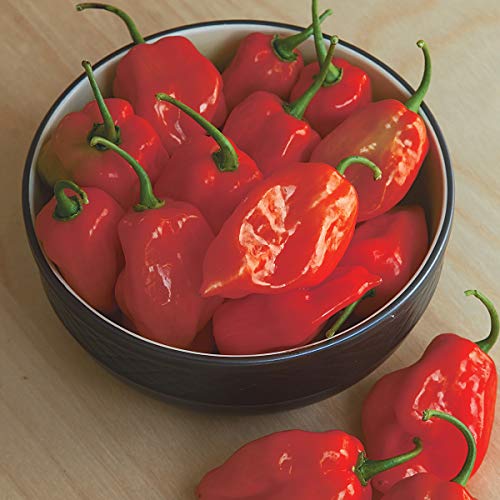Organic Habanero Red