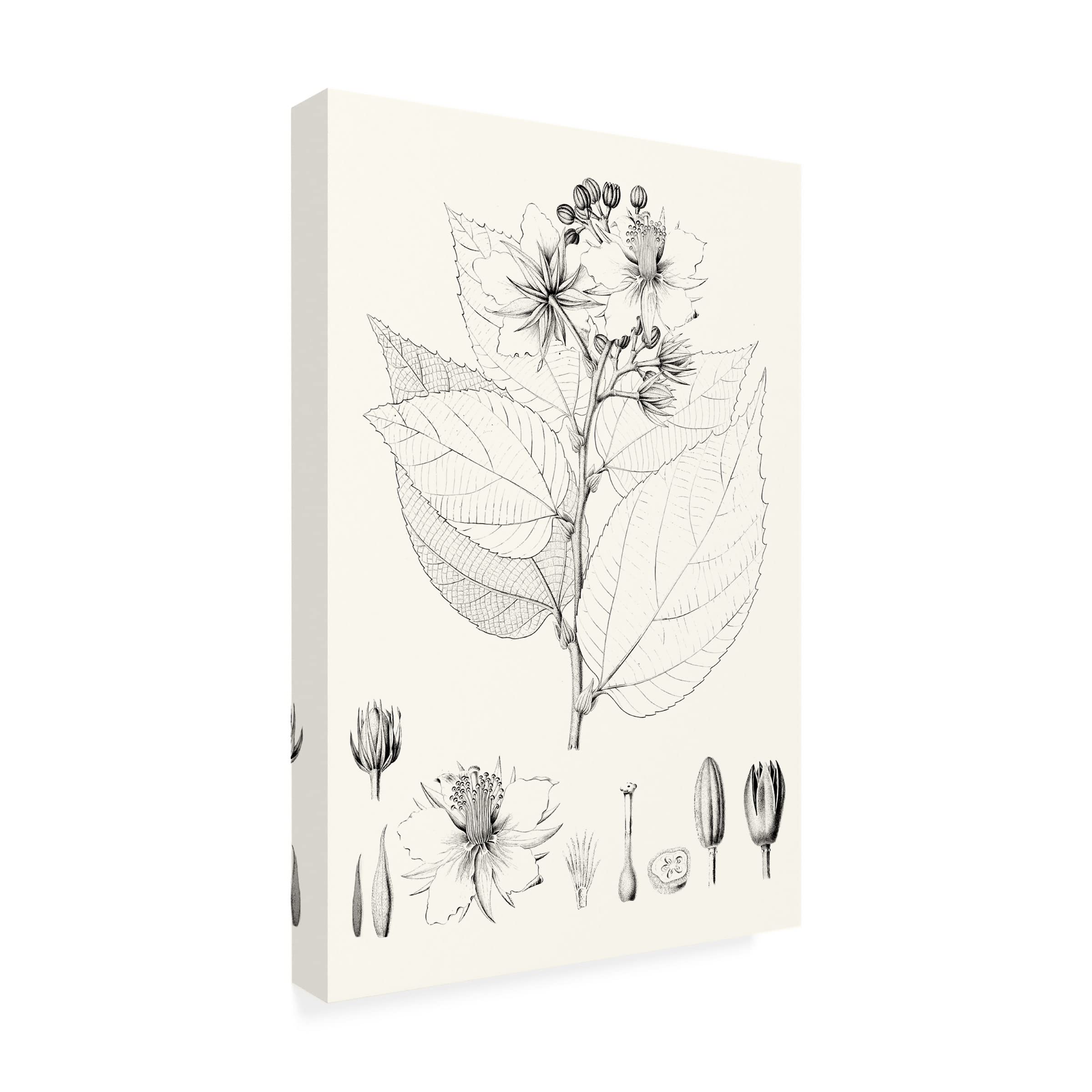 Trademark Fine Art 'Illustrative Leaves III' Canvas Wall Art Print by Vision Studio - Perfect for Living Room, Bedroom & Office Decor