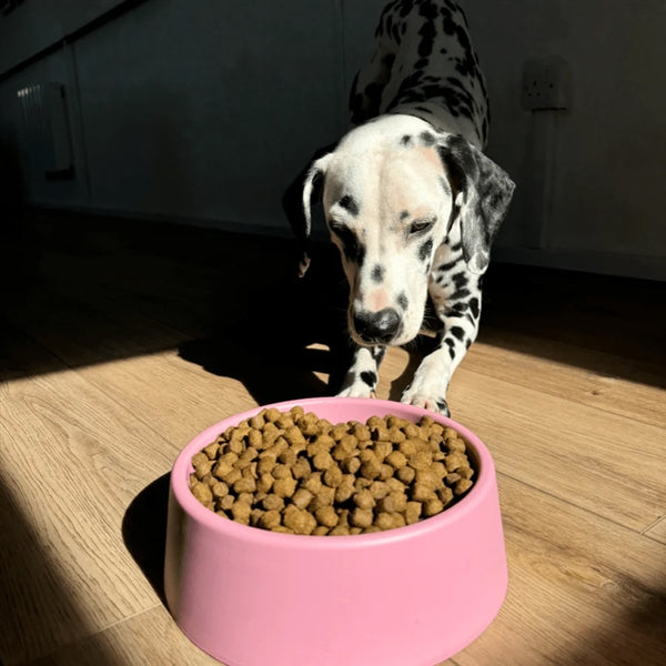 Beco Steady Dog Bowl - Non-Slip Slow Feeder Pet Dish for Small & Large Dogs - Eco-Friendly Bamboo Fiber Design - Perfect for Mealtime, Training, and Travel Use
