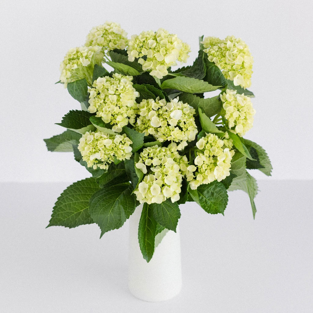 Baby Honeydew Green Hydrangea Flower - Artificial Silk Hydrangea Stems for Wedding Bouquets, Home Decor, and Floral Arrangements