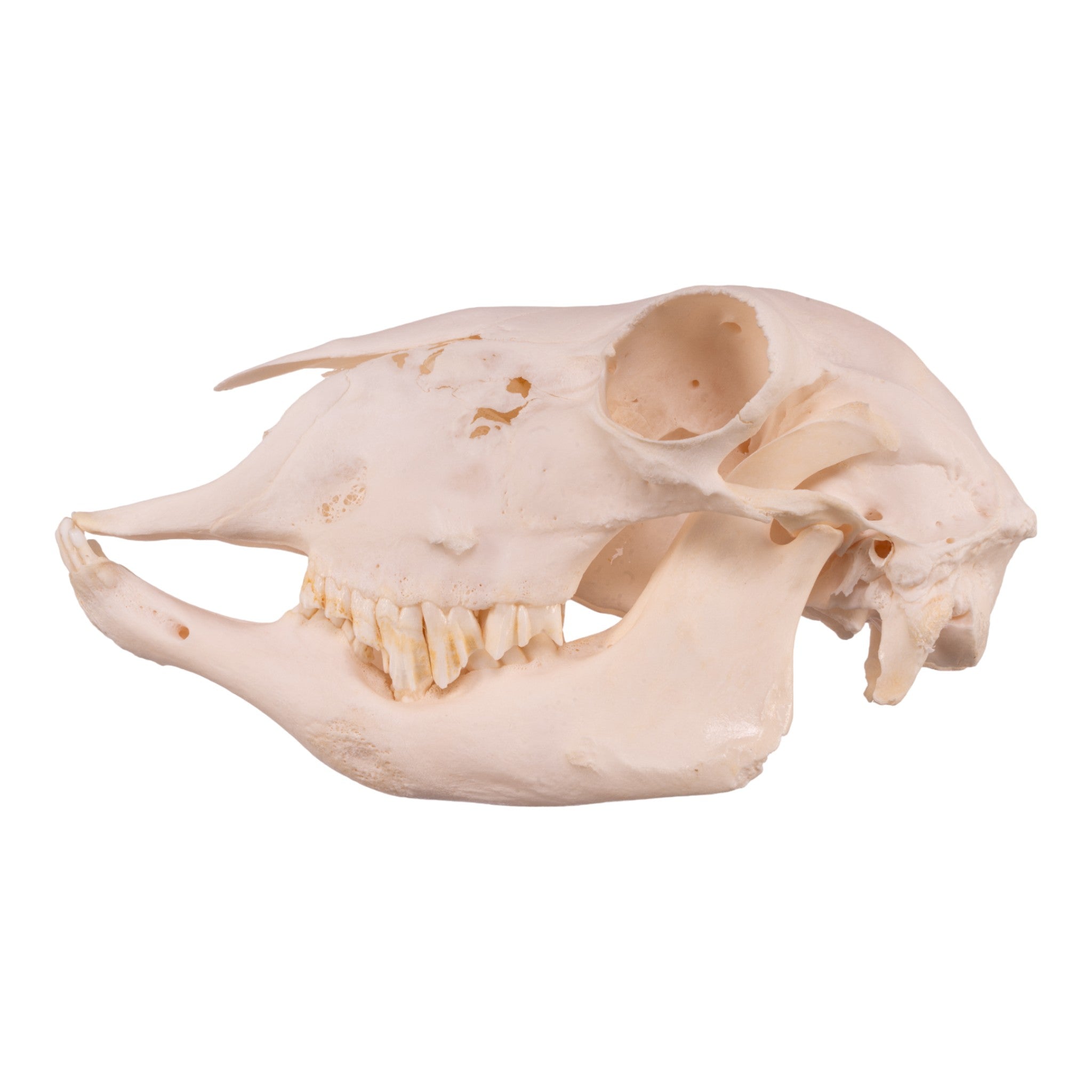 Authentic Real Domestic Sheep Skull for Pathology Study - Perfect for Medical Education, Veterinary Training, and Halloween Decor