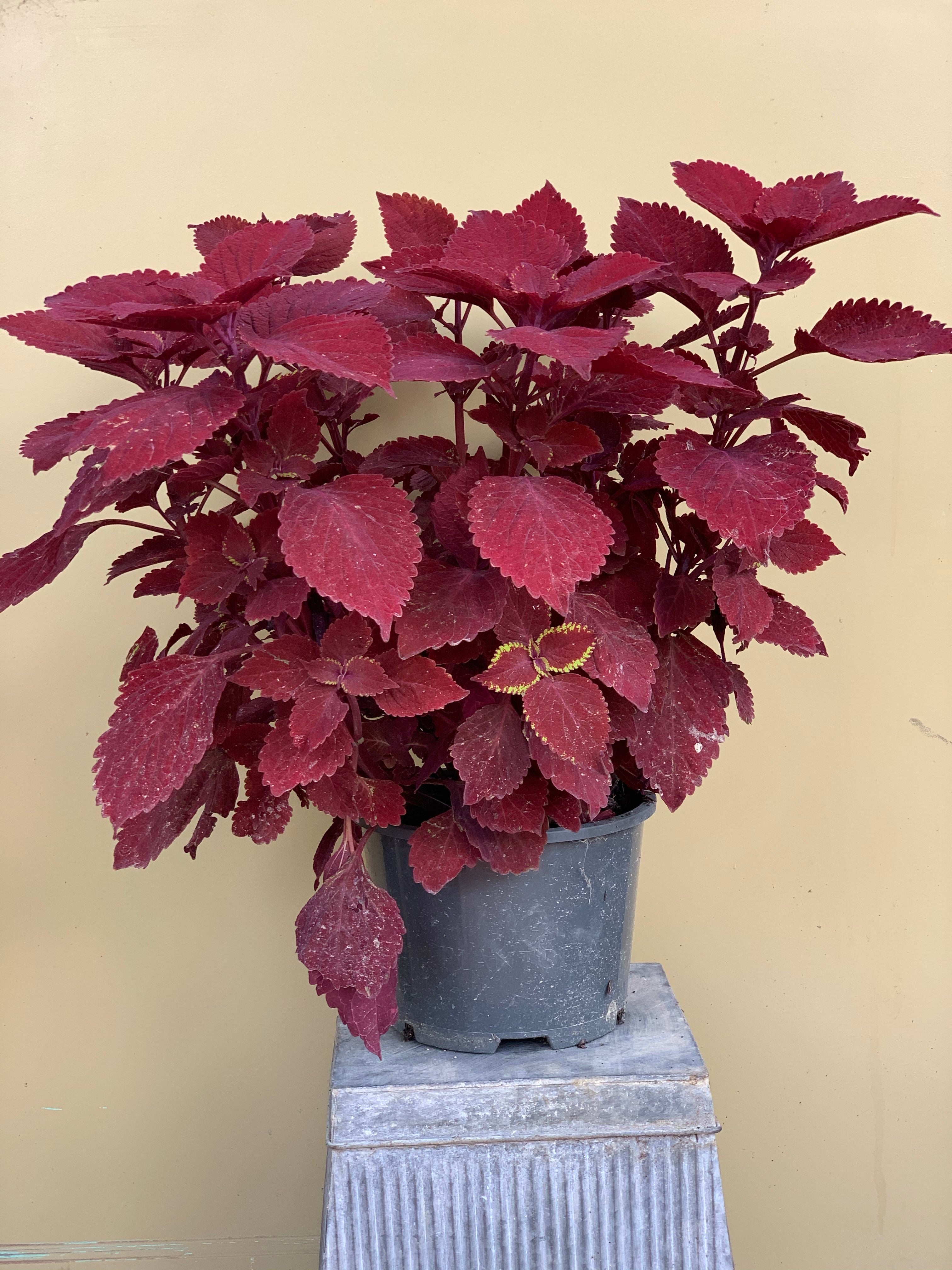 Coleus 'Ruby Slipper' - Vibrant Red and Green Foliage Plant for Indoor & Outdoor Gardens | Perfect for Containers, Borders, and Shaded Areas