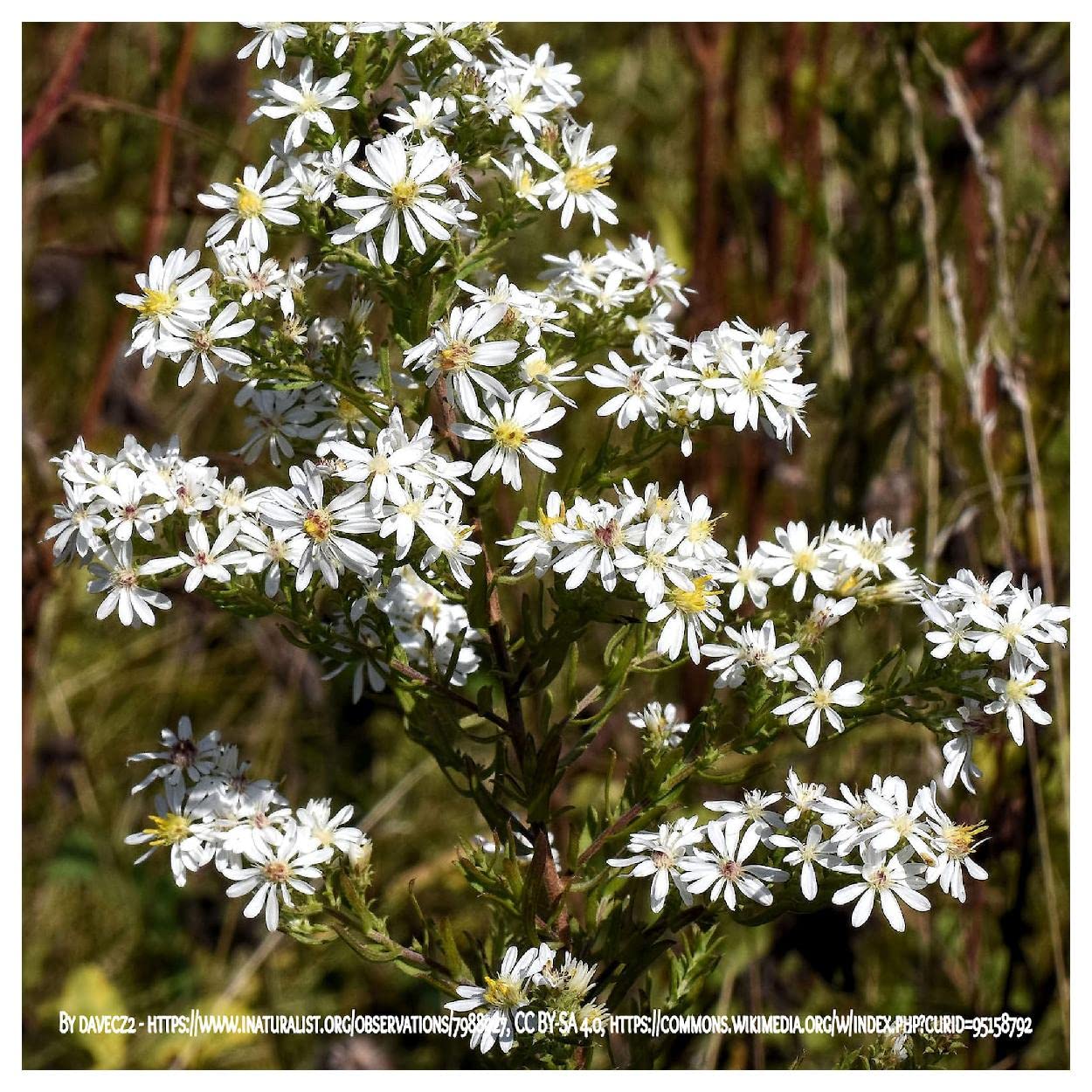 Everwilde Farms - 2000 Heath Aster Native Wildflower Seeds - Gold Vault Jumbo Seed Packet for Pollinator Gardens & Landscaping