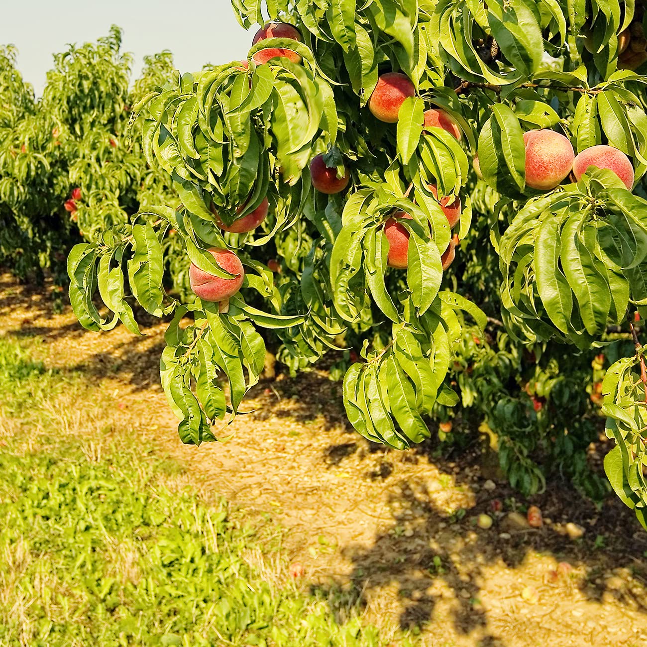 PERFECT PLANTS Belle of Georgia White Peach Tree 4-5ft Tall | Large Juicy Peaches | High Yield Fruit Tree | Self-Pollinating | Perfect for Backyard Orchards & Fresh Fruit Gardens