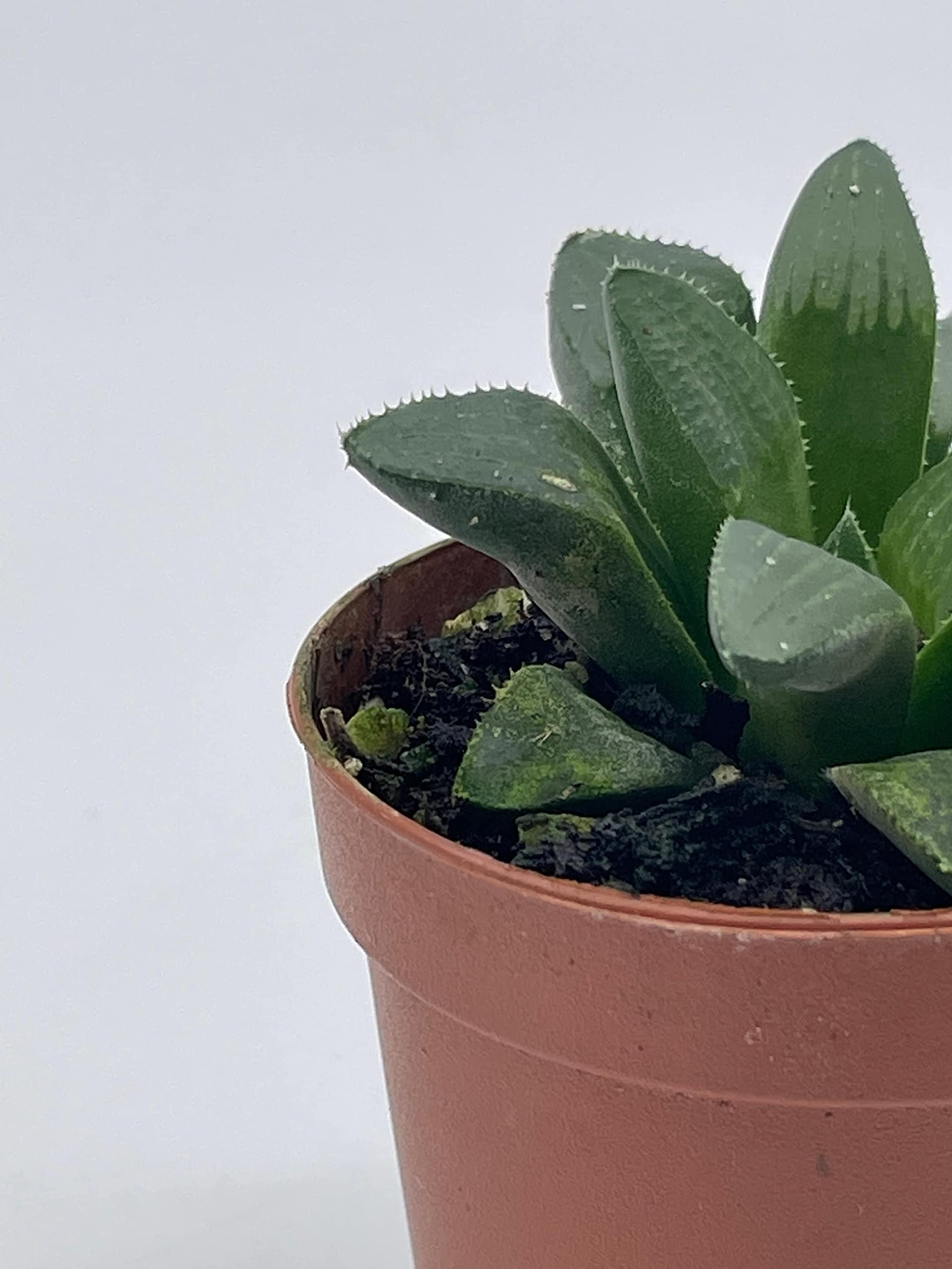 BubbleBlooms African Emeralds - Rare Haworthia Retusa Succulent Plant in 2 Inch Pot | Perfect for Home Decor, Office Desk & Gift for Plant Lovers