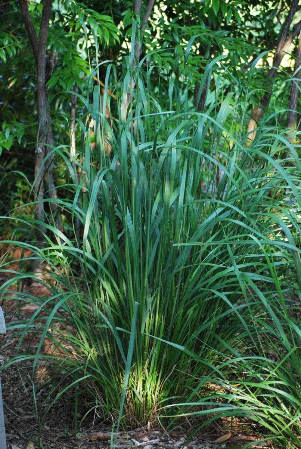 Perennial Farm Marketplace Calamagrostis brachytricha (Korean Feather Reed Grass) - #1 Container Size, Green Foliage Ornamental Grass for Landscaping, Garden Borders & Container Gardening