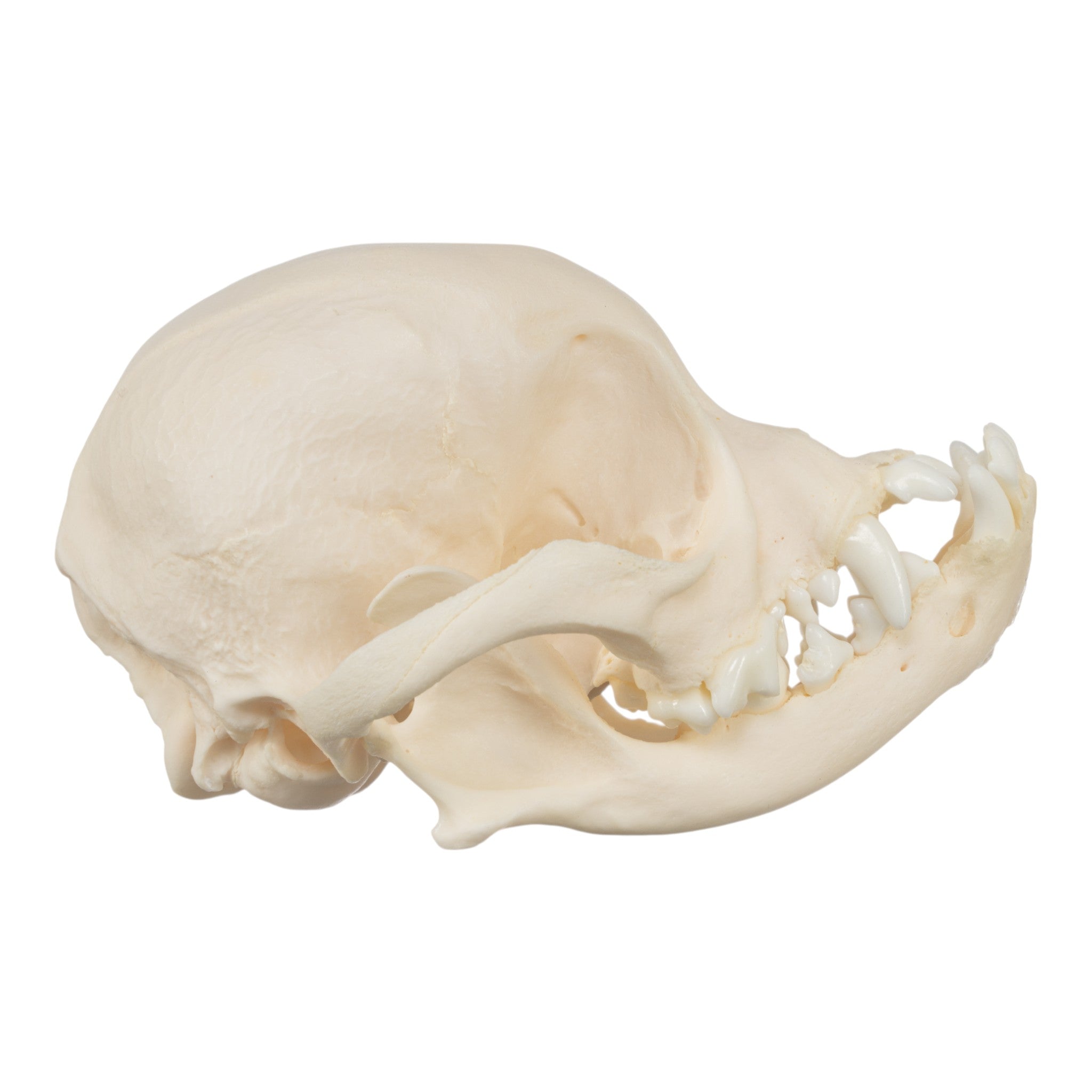 Authentic Japanese Chin Dog Skull Replica - Realistic Canine Anatomy Model for Veterinary Study, Taxidermy & Halloween Decor